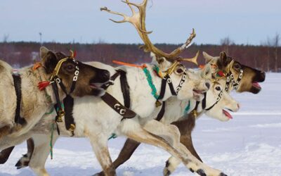 Lapland 2023 Now On Sale!