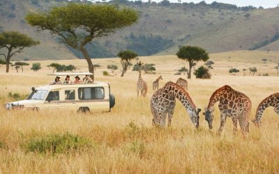 Kenya Safari Special Offer